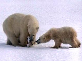 Уже через 20 лет с лица Земли могут исчезнуть белые медведи. В качестве вероятной причины трагедии экологи называют глобальное потепление