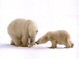 Белые медведи через 20 лет вымрут, а Арктика исчезнет к концу века