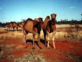 Австралийские снайперы с вертолетов расстреляют 600 тысяч верблюдов