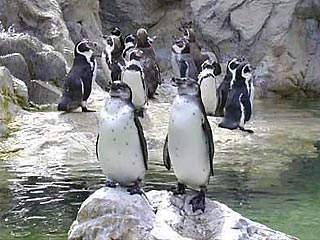 Четверо пингвинов-самок из Швеции были посланы зоопарку в Бремене после того, как выяснилось, что 3 из 5 пар пингвинов зоопарка гомосексуальны