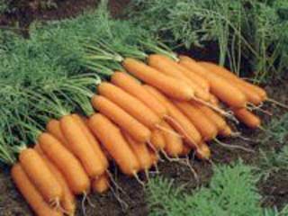 Морковь помогает предотвратить рак, считают ученые