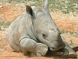 Самый старый в Европе белый носорог скончался в польском зоопарке