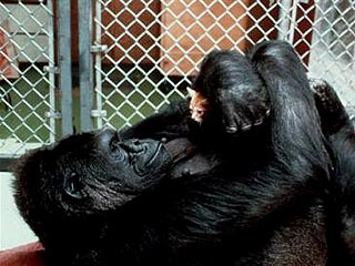 Знаменитая "говорящая" горилла по кличке Коко владеет языком жестов, и именно жестами горилла якобы попросила, чтобы девушки разделись