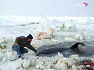 Возле острова Итуруп Курильской гряды льдами зажало шесть китов. Животные не могут самостоятельно выбраться в открытое море: им не хватает воздуха