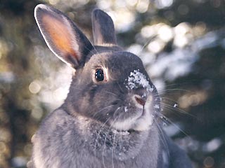 Милиция Барнаула организовала погоню за похитителем кролика редкой породы