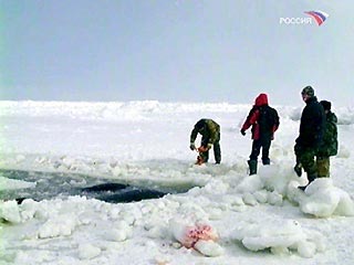 Погибли еще три касатки, зажатые льдами возле курильского острова Итуруп. В живых осталось только одно животное. Попытки островитян из села Рейдово спасти касаток оказались безрезультатными