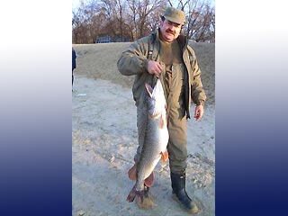 Оренбургский рыбак поймал 1,5-метровую щуку весом 12 килограммов