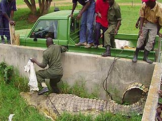 Гигантский крокодил Усама, убийца 83 человек, впал в депрессию и ест лишь курицу