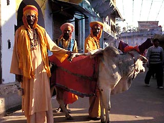 Лекарство из мочи и навоза священной коровы в Индии считают панацеей от всех болезней