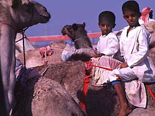 В Арабских Эмиратах ставят на поток рождение верблюдов "из пробирки"