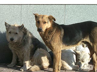 Бездомным собакам Москвы вошьют чипы