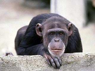 Жить в Голливуде трудно даже шимпанзе. По мере того как компьютерная анимация вытесняет из бизнеса дрессированных животных, растет озабоченность, что делать с большим количеством животных-кинозвезд, "вышедших на пенсию", пишет The Times