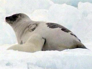 Организации по защите животных в США, Канаде и многих европейских городах протестуют против охоты на тюленей на восточном побережье Канады