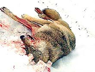 В Темниковском районе Мордовии убит легендарный волк Джаффар, долгое время наводивший ужас на жителей окрестных сел