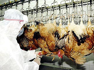 КНДР впервые признала, что в стране есть вирус "птичьего гриппа"
