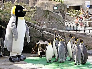 В Токийском зоопарке появился пингвин ростом 165 сантиметров