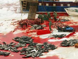 Канадским охотникам разрешено убить 320 тысяч тюленей