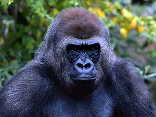 Фотографии, сделанные со спутника, были затем использованы при составлении карт национальных парков, расположенных в труднодоступных зонах Руанды, Уганды и Демократической Республики Конго, где живут горные гориллы. Особи этого проживают только в этом уго