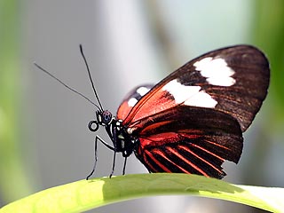 В Великобритании следят за полетами бабочек по датчикам, прикрепленным к их тельцам