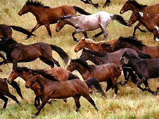 В Новосибирской области преступники угнали табун из 72 лошадей