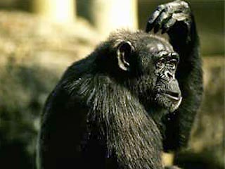 В эксперименте примут участие 8 обезьян бонобо - карликовых шимпанзе, являющихся ближайшими родственниками человека. Этот вид приматов обитает в тропических лесах в Конго и находится на грани исчезновения
