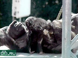 Японские биологи обнаружили, что человекообразные обезьяны способны не только запоминать некоторые иероглифы, но и обучать своих детей обращаться со сложной техникой