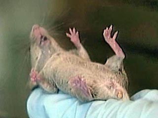 В США ученые поместили мышей в состояние анабиоза, придуманного в фантастических романах