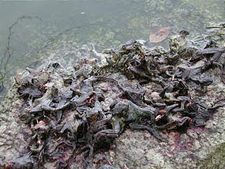 В Европе эпидемия взрывающихся жаб: теперь земноводные пухнут и в Дании