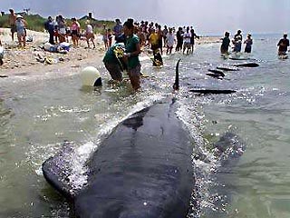 Какофония в мировом океане: суда бороздят волны, киты выбрасываются на берег