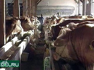 Европейская Комиссия ввела эмбарго на поставки мяса и молочных продуктов из Великобритании. Это решение принято в связи с выявлением в этой стране животных, заболевших ящуром