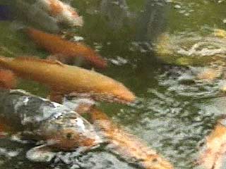 В Мещерское озеро нижегородские школьники выпустят около тонны живой рыбы