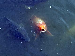 Как объявило министерство экологии Японии, в 7 из 12 рвов дворца выявлено уже более 160 мертвых рыб. Судя по всему, они погибли от инфекционной болезни - так называемого "герпеса карпов", вспышки которого уже были отмечены в других районах страны