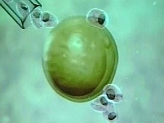 Южнокорейские ученые резко ускорили процесс создание человеческих эмбриональных стволовых клеток, вырастив 11 новых линий клеток, которые впервые генетически полностью соответствуют пациентам