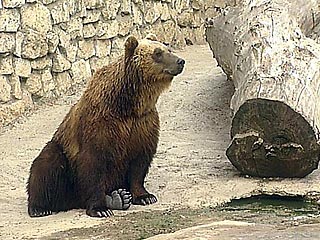 В польском зоопарке медведь растерзал женщину, которая упала к нему в загон