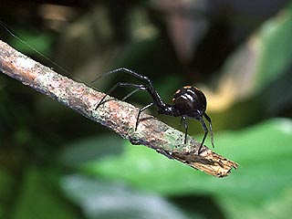 Название паука-самки каракурта, более известной, как "Черная вдова", вскоре может перестать быть символом неминуемой смерти и превратиться в синоним сексуальных наслаждений