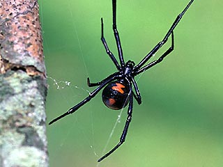 Самки паука Черная вдова выбирают сперму с умом