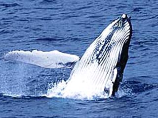 На побережье Франции спасен оказавшийся на мели кит-полосатик
