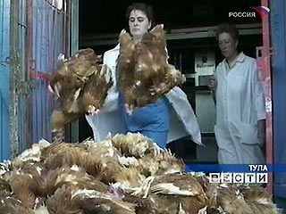 В Туле из-за отключения электроэнергии на птицефабрике "Тульская" погибло около 200 тысяч цыплят