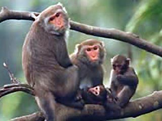 Около тридцати обезьян, живущих на горе Шоушань на юге Тайваня, заразились вирусом CHV-1, безопасным для самих животных, но смертельно опасным для человека