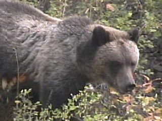 Три американских штата страдают от нашествия медведей-гризли