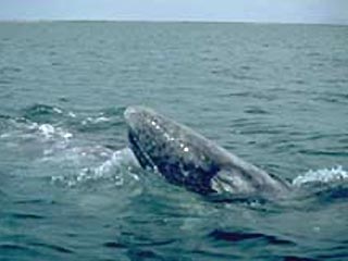 На Чукотке начался сезон охоты на китов, занесенных в Красную Книгу