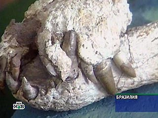 Судя по конечностям и строению черепа, этот крокодил принадлежал к разряду самых страшных хищников того периода, считает исследователи