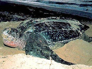 Кожистые черепахи (Dermochelys coriacea), которые существуют на Земле со времен динозавров, могут исчезнуть из-за того, что цунами в декабре прошлого года уничтожило на Никобарских островах большую часть пляжей, где они откладывали яйца