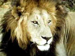 В Пермском цирке любой желающий может войти в клетку ко льву и покормить животное