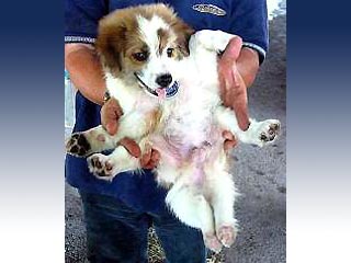 В Малайзии найден щенок "Счастливчик" с шестью ногами и двумя пенисами