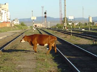 В Белоруссии под поезд попали двенадцать коров