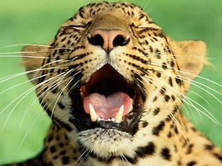 Кенийский дедушка вырвал леопарду язык, услышав глас Божий