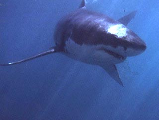 За три дня в Мексиканском заливе, у северо-западного побережья штата Флорида, произошло второе нападение акулы на человека. В понедельник в медицинский центр города Панама-Сити доставлен 16-летний подросток, покалеченный акулой