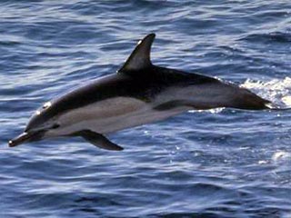 Российские дельфины улетели из родного дельфинария в Канаду