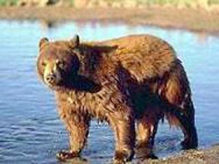 В Свердловской области около города Североуральска ищут медведя, который повадился кормиться пищевыми отходами в детском лагере отдыха имени пионера-героя Володи Дубинина